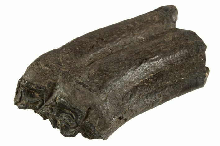 Pleistocene Aged Fossil Horse Tooth - South Carolina #332362